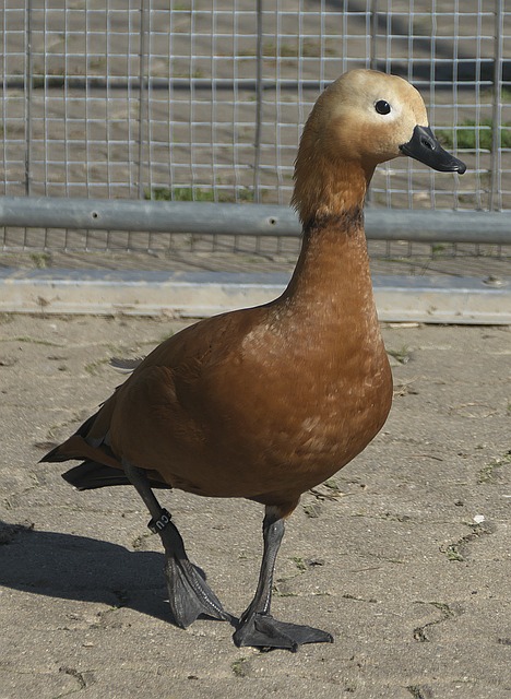 杜兰特伤病
